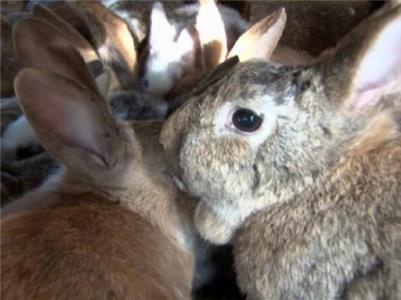 Confessions: Animal Hoarding My Truck's Filled with Dogs (2010– ) watch online HD