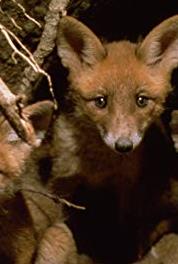 Secret Lives of European Mammals Night Shift: The Active Life of the European Badger (2000–2002) watch online HD