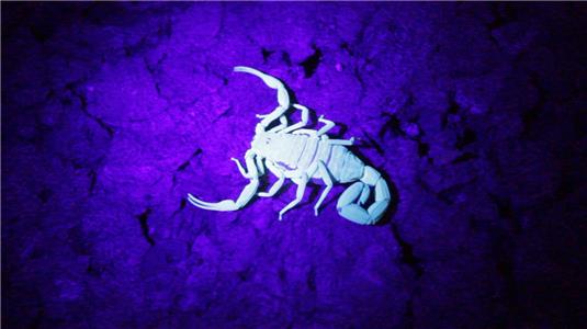 72 Dangerous Animals: Latin America Stealth Hunters (2017– ) watch online HD