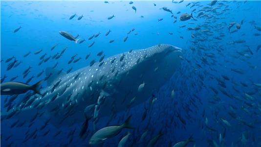 Blue Planet II Oceans of Wonder (2017–2018) watch online HD