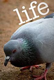 Life Snow Day (2011– ) watch online HD