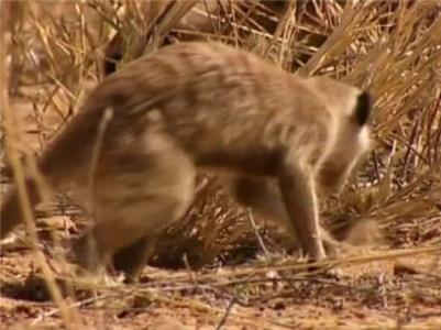 Meerkat Manor The Three Amigos (2005–2008) watch online HD