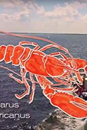 Le doc du dimanche Crevettes en eaux troubles (2008– ) watch online HD
