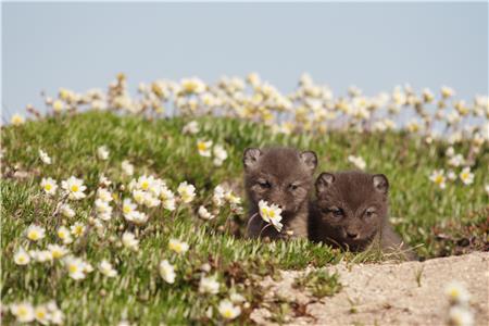 The Arctic Fox (2011) watch online HD