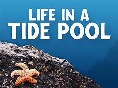 Life in a Tide Pool Sea Stars and Snails (2015– ) watch online HD