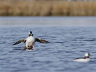 Nature An Original DUCKumentary (1982– ) watch online HD