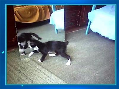 Dancing Fools Animal Style (2013) watch online HD