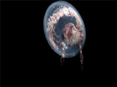 The Blue Planet The Deep (2001) watch online HD