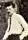 Alfred E. Green