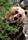 Bozo the Bear