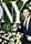 Casey Cott