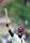 Curtly Ambrose