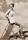 Dolores Donlon