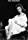 Dona Drake