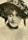 Gladys Brockwell