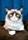 Grumpy Cat