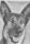 Kazan the Wonder Dog