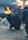 Nick Cravat