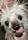 Rascal The World's Ugliest Dog