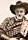 Roy Stewart