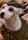 Soccer the Dog