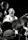 The Chico Hamilton Quintet